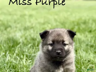Norwegian Elkhound dogs for sale: Miss Purple - Ad 4