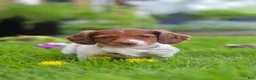 Miniature Dachshund dogs for sale: Poppy - Ad 7