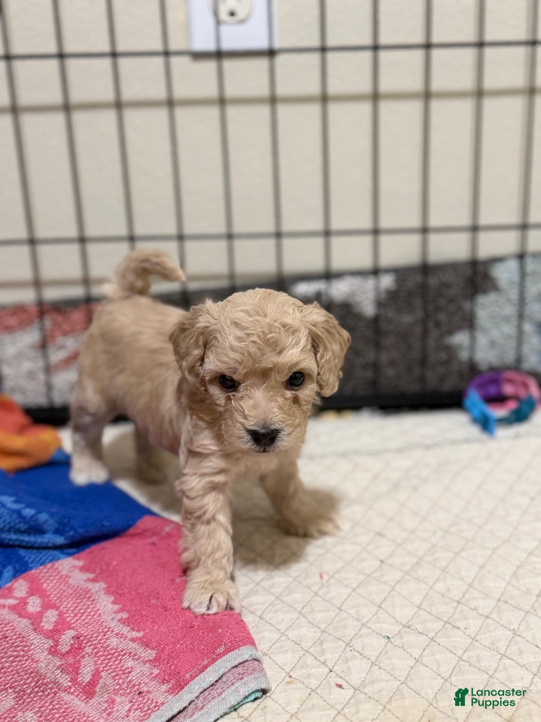 Bichpoo dogs for sale: Bichon frise Puppy 2 - Ad 1