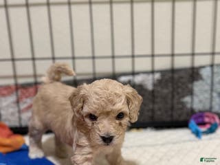 Bichpoo dogs Bichon frise Puppy 2 - Ad 4