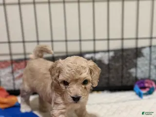 Bichpoo dogs Bichon frise Puppy 2 - Ad 25