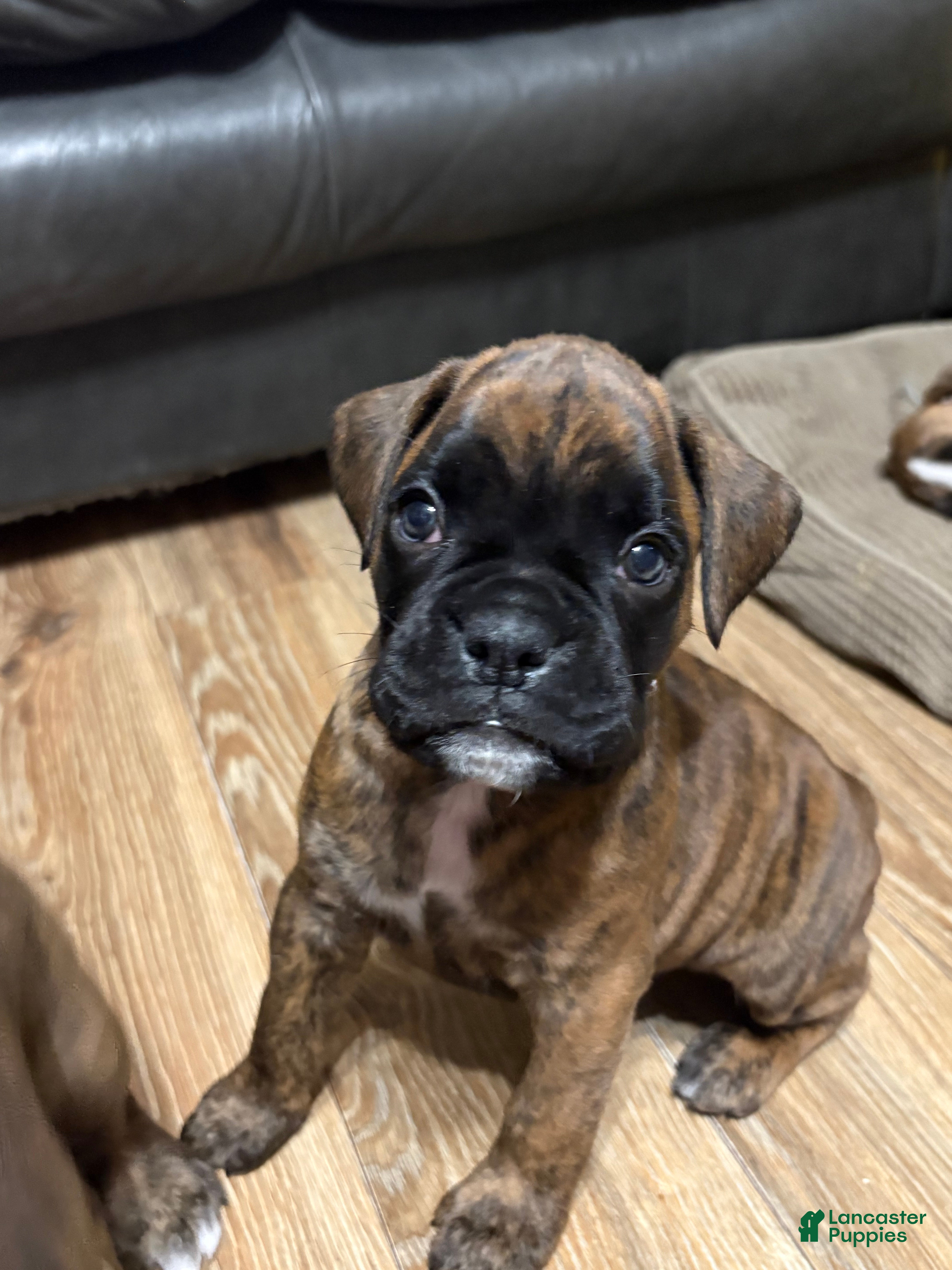 Boxer dogs for sale: Toby - Ad 3
