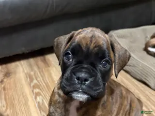 Boxer dogs Toby - Ad 10