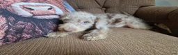 Cockapoo dogs for sale: Boys - Ad 3