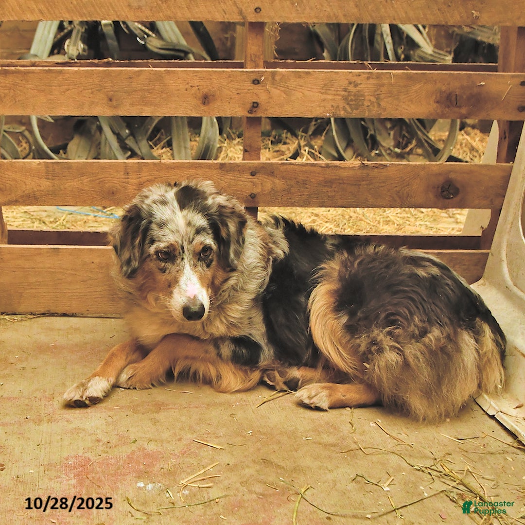 Australian Shepherd dogs for sale: Wyatt - Ad 7