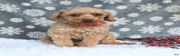 Maltipoo dogs for sale: Tessa - Ad 6