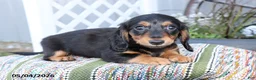 Miniature Dachshund dogs for sale: Peanut - Ad 5
