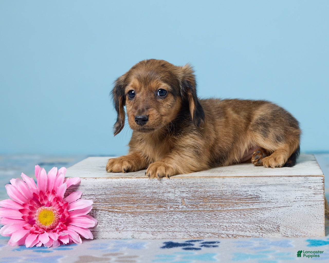 Miniature Dachshund dogs Luna - Ad 1