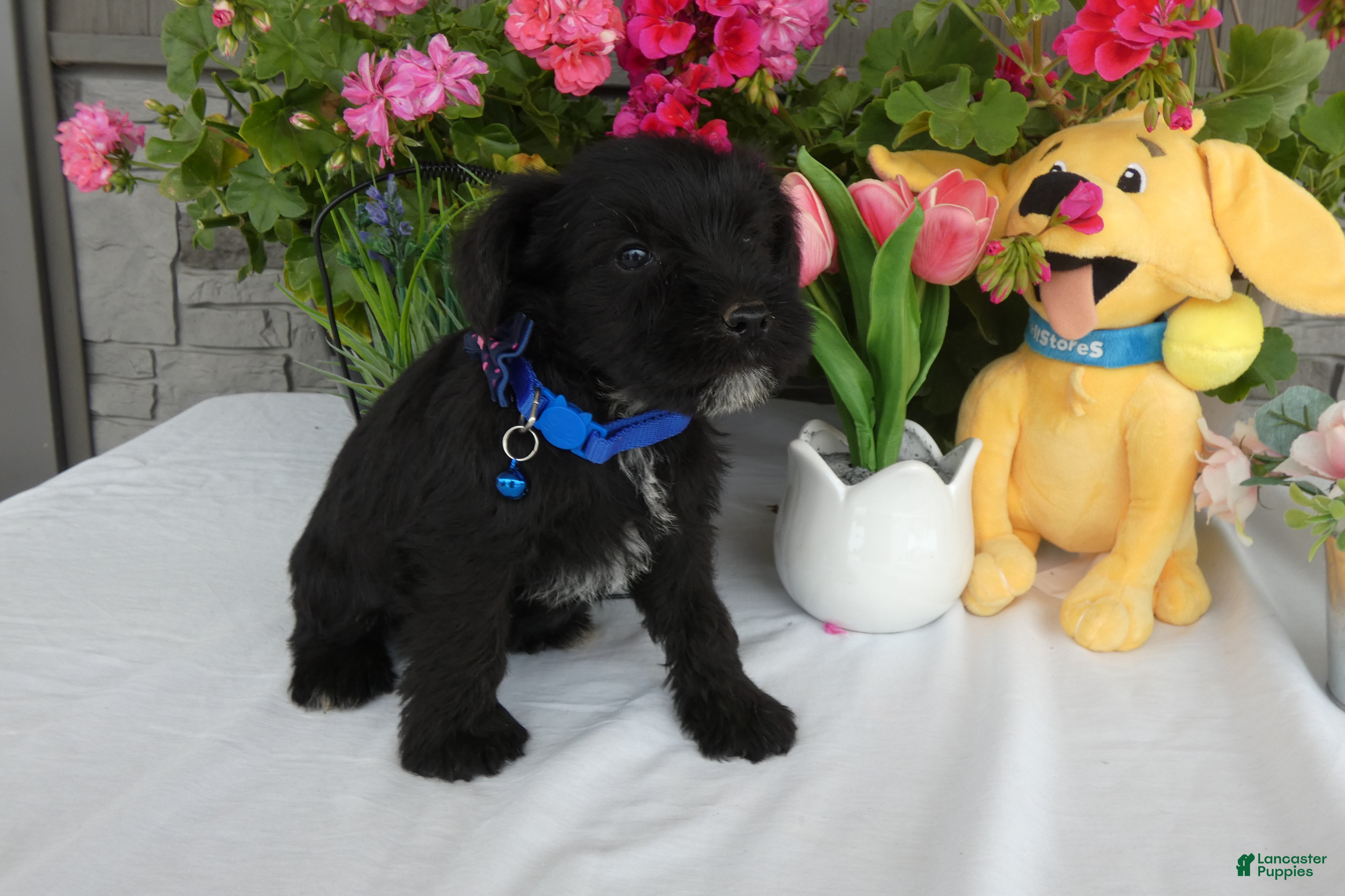 Miniature Schnauzer dogs Miniature Schnauzer 2 Toby - Ad 40