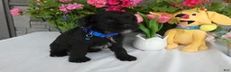 Miniature Schnauzer dogs for sale: Miniature Schnauzer 2 Toby - Ad 1