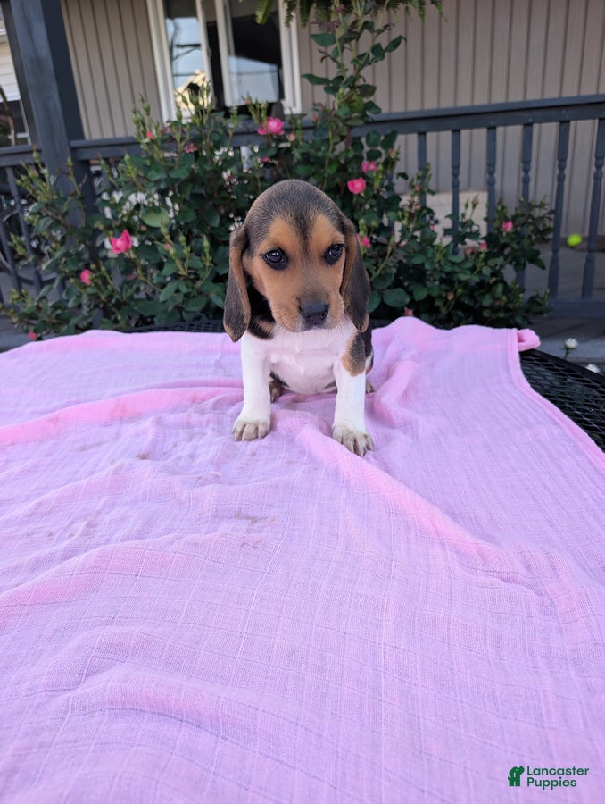 Beagle dogs Pansy - Ad 1