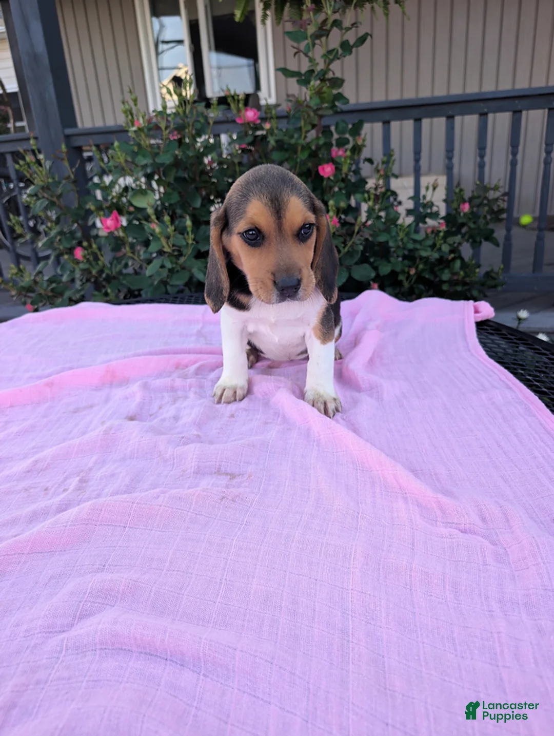 Beagle dogs for sale: Pansy - Ad 1
