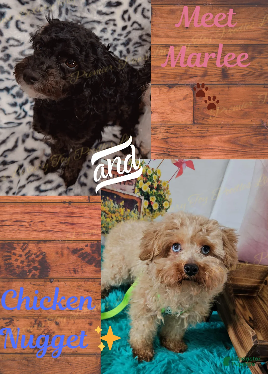 Toy Poodle dogs for sale: Toy Poodle Puppy 1 - Ad 1