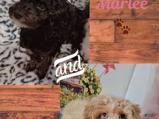 Toy Poodle dogs Toy Poodle Puppy 1 - Ad 7