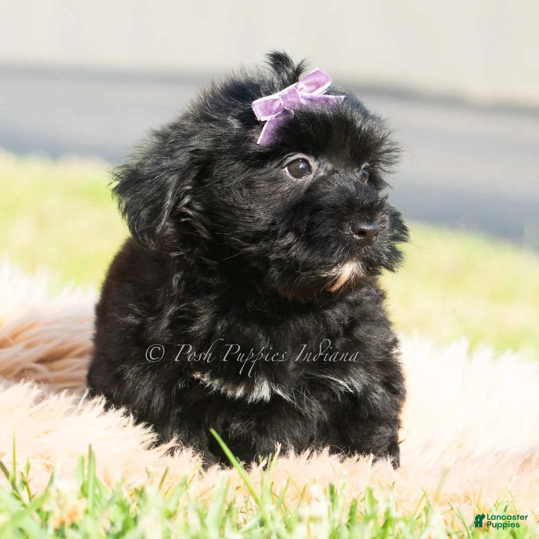 Maltipoo dogs for sale: Jameson - Ad 2