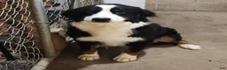 Mini Bernedoodle dogs for sale: Dexter  - Ad 7