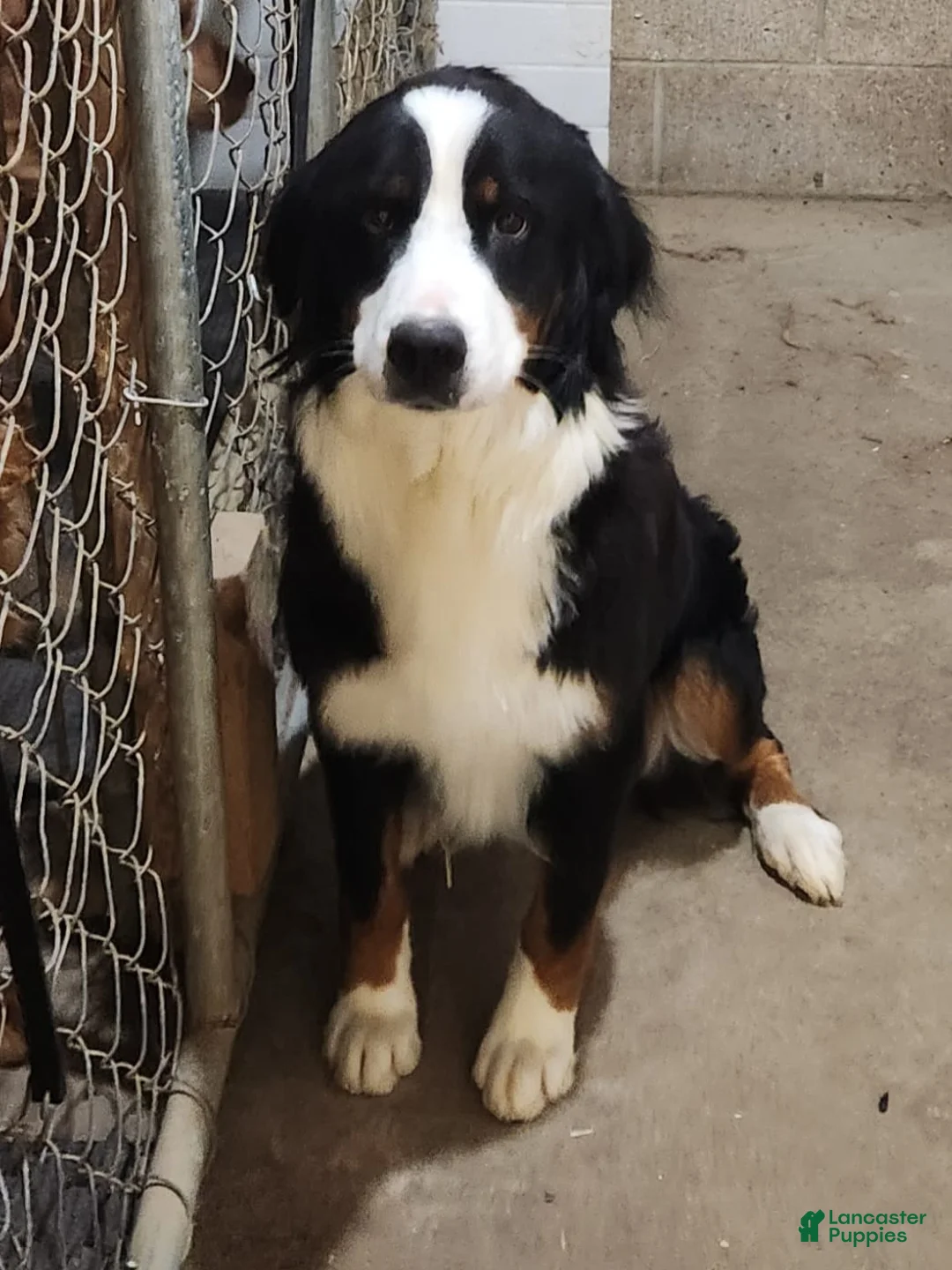 Mini Bernedoodle dogs for sale: Dexter  - Ad 7