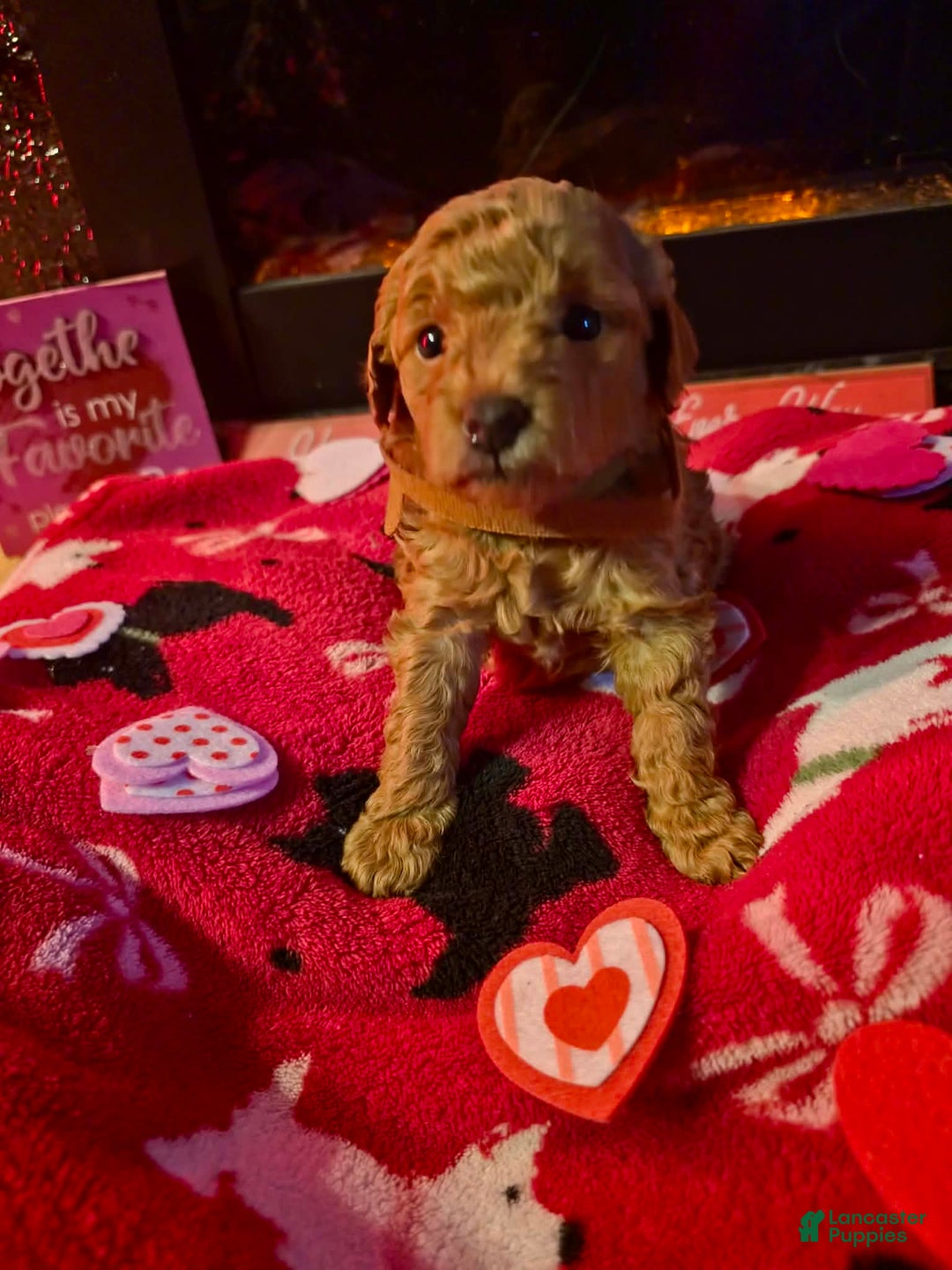 Mini Goldendoodle dogs for sale: Nova - Ad 14