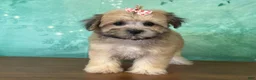 Teddy Bear dogs for sale: Derby - Ad 3
