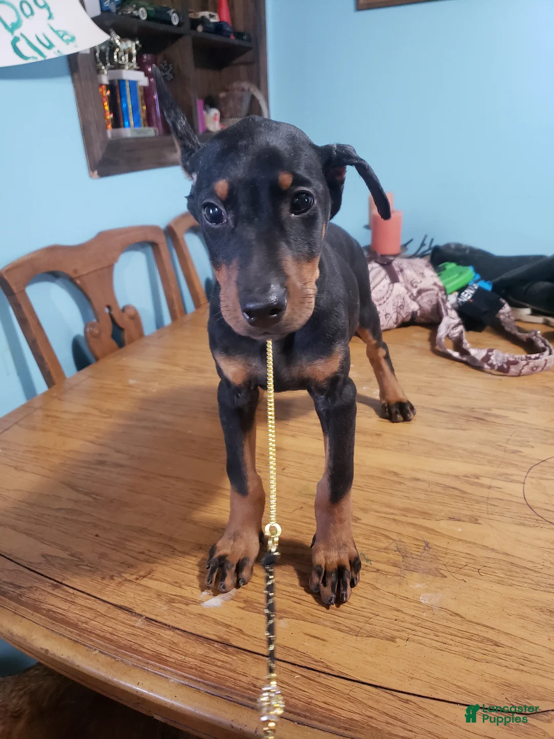 Doberman Pinscher dogs for sale: Elyse - Ad 3