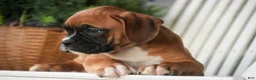 Boxer dogs for sale: Everest - Ad 4
