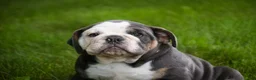 Mixed Breed dogs for sale: Duke Victorian Bulldog - Ad 3