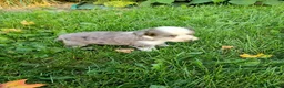 Mini Aussiedoodle dogs for sale: Pal - Ad 4