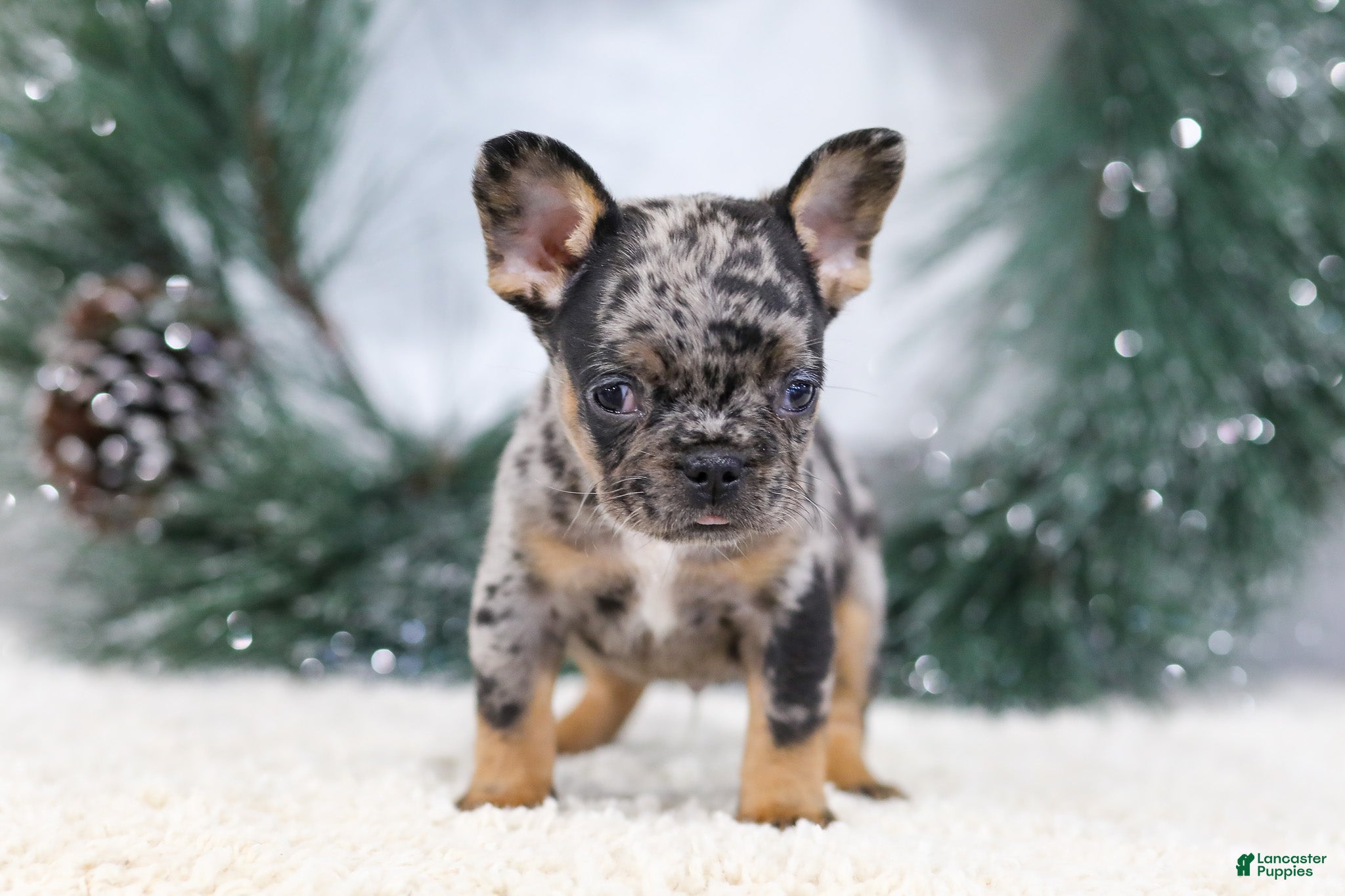 French Bulldog dogs Felix - Ad 4