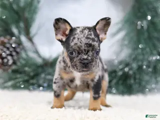 French Bulldog dogs Felix - Ad 4