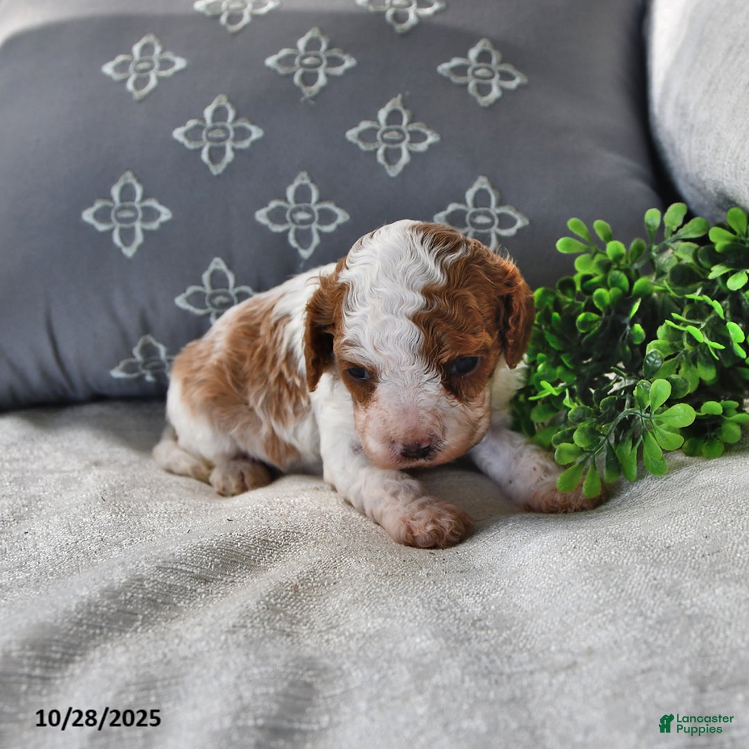 Cavachon dogs for sale: Latte - Ad 9
