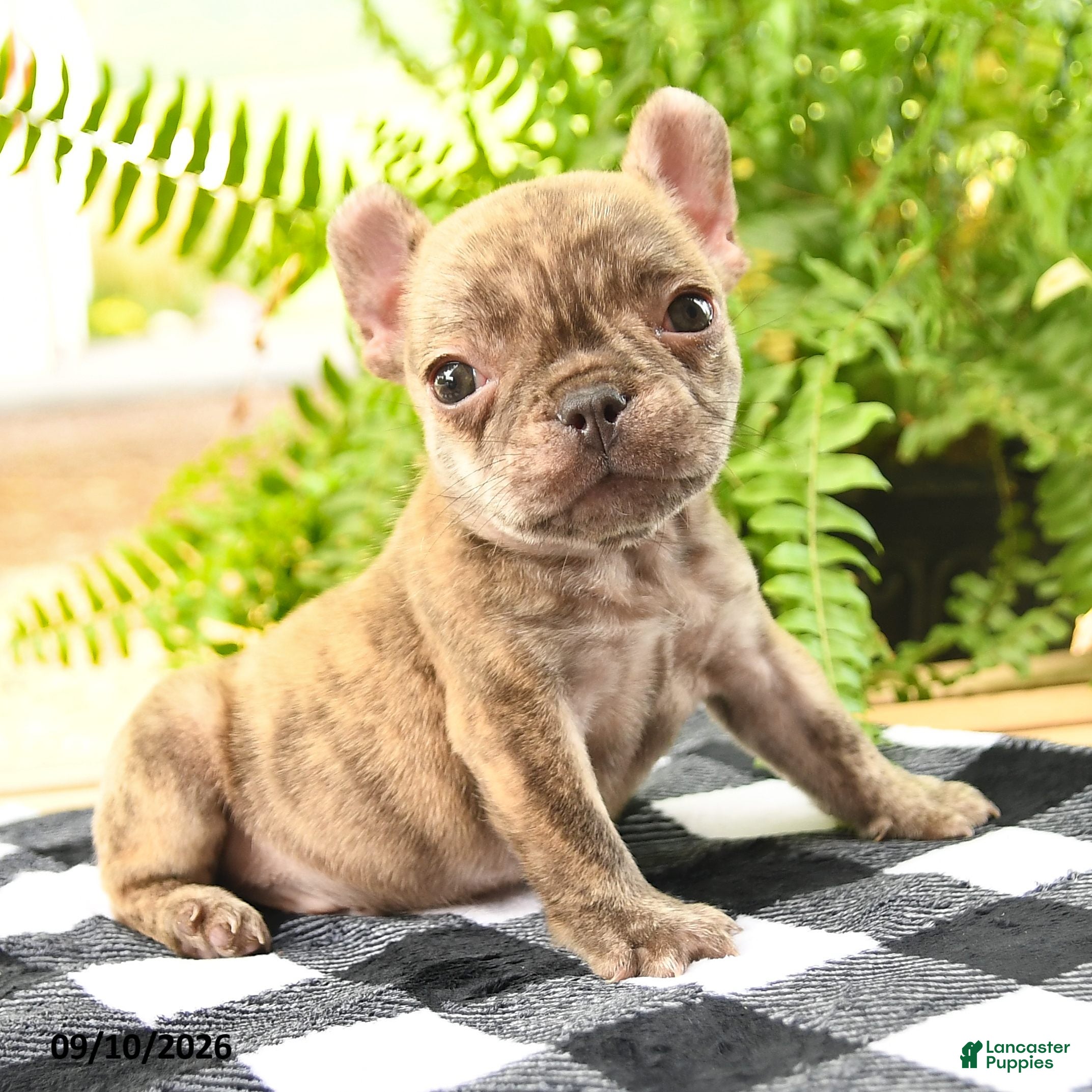 French Bulldog dogs for sale: Victor - Ad 1