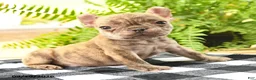 French Bulldog dogs for sale: Victor - Ad 4