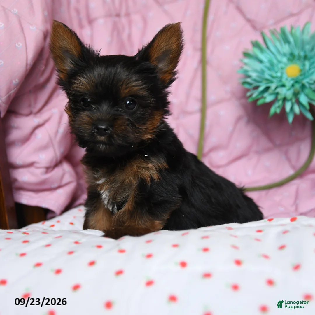 Yorkshire Terrier dogs for sale: Cinnamon - Ad 1