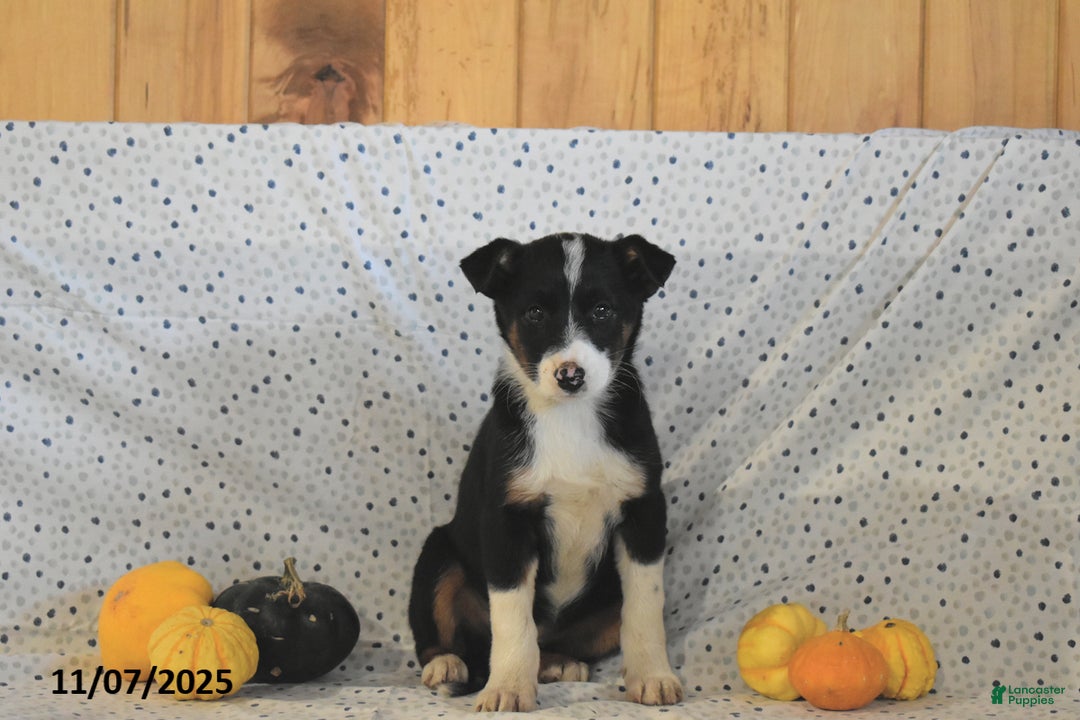 Mixed Breed dogs for sale: Stella - Ad 2