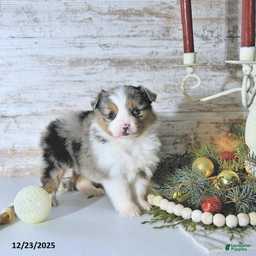 Miniature Australian Shepherd dogs for sale: Miley - Ad 4