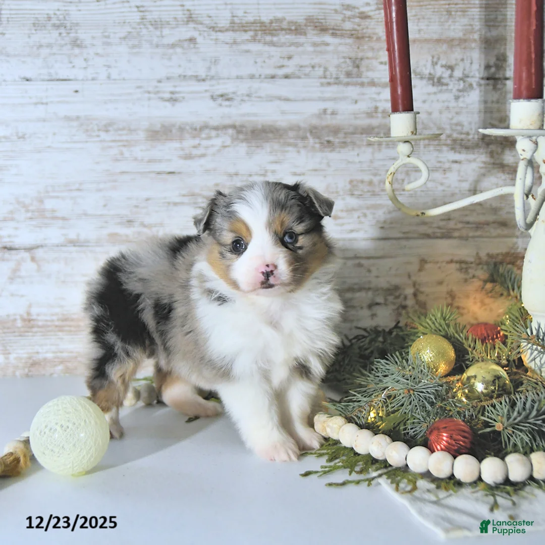 Miniature Australian Shepherd dogs for sale: Miley - Ad 4