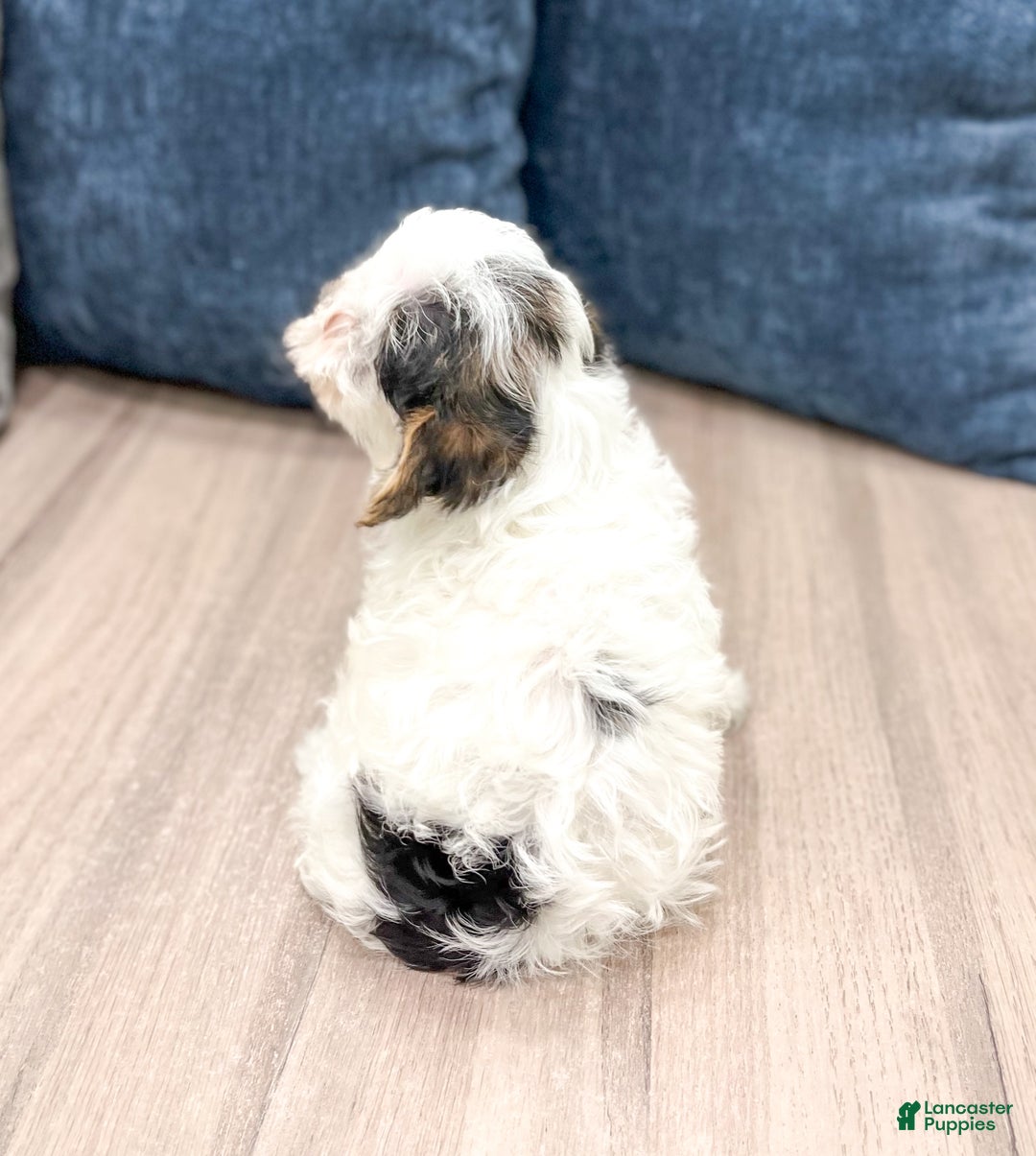 Yorkiepoo dogs for sale: Charlie - Ad 5