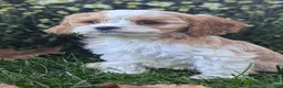 Cavapoo dogs for sale: Mr Andy - Ad 12