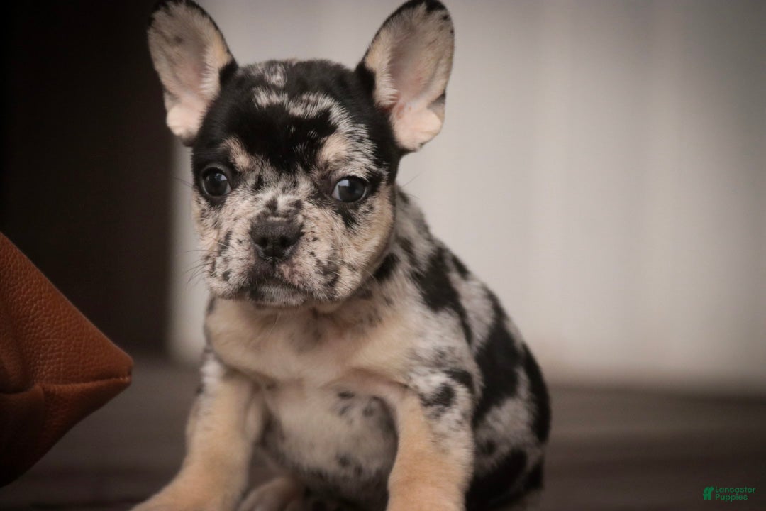 French Bulldog dogs Bella French Bulldog  - Ad 2