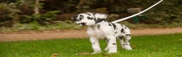 Great Dane dogs for sale: Blake Great Dane  - Ad 4