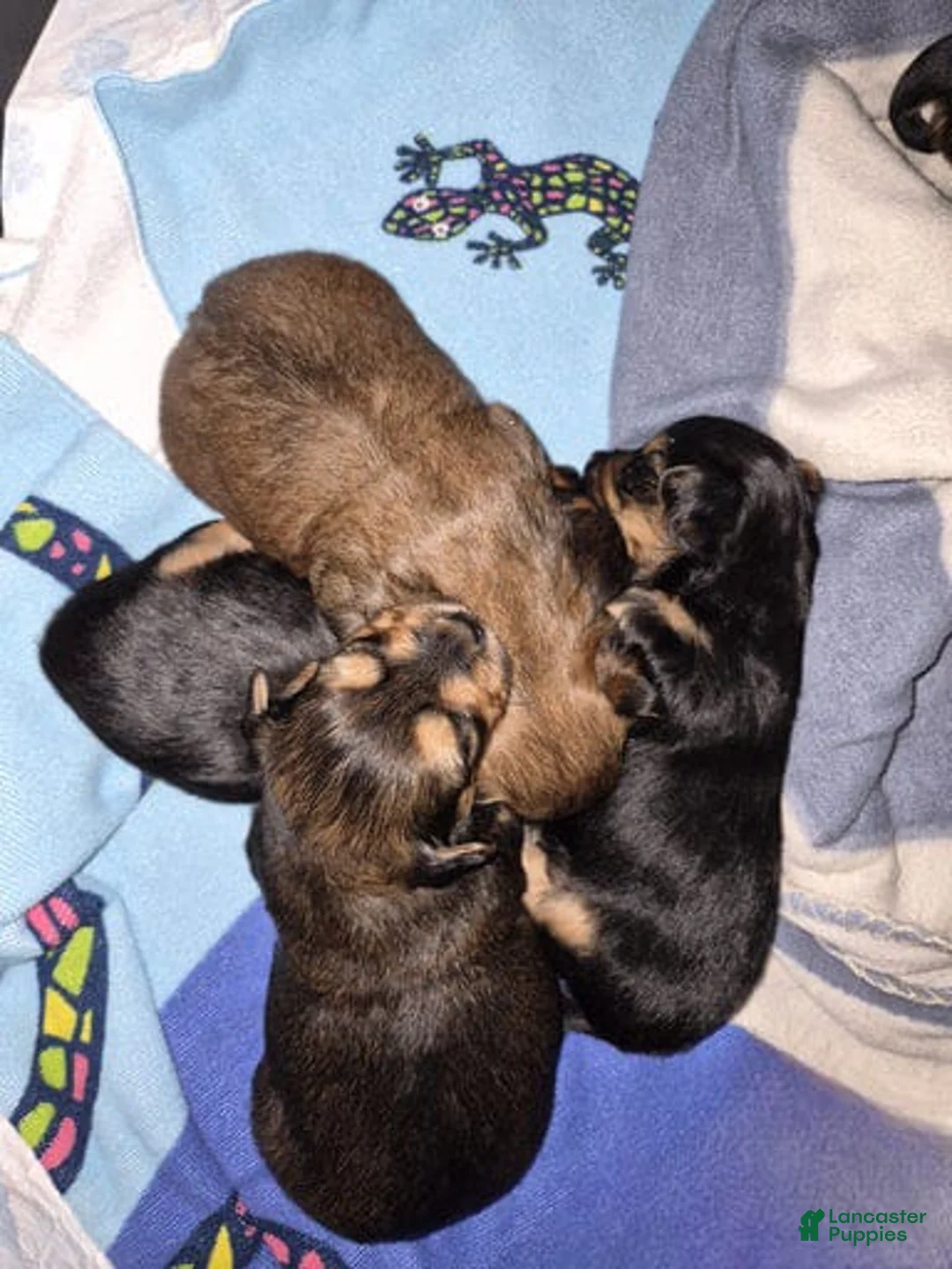 Yorkshire Terrier dogs for sale: Henry - Ad 3
