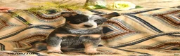Australian Cattle Dog dogs for sale: Lark  - Ad 3