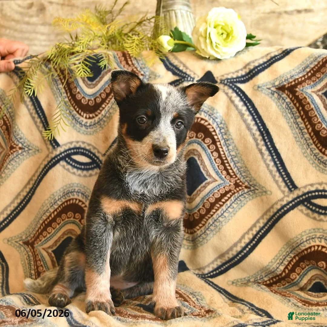 Australian Cattle Dog dogs for sale: Lark  - Ad 3