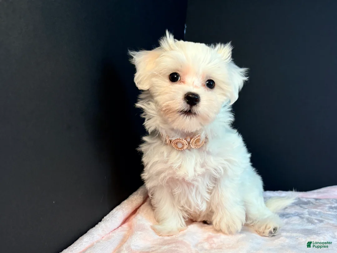 Maltese dogs for sale: Maltese 3 - Ad 2