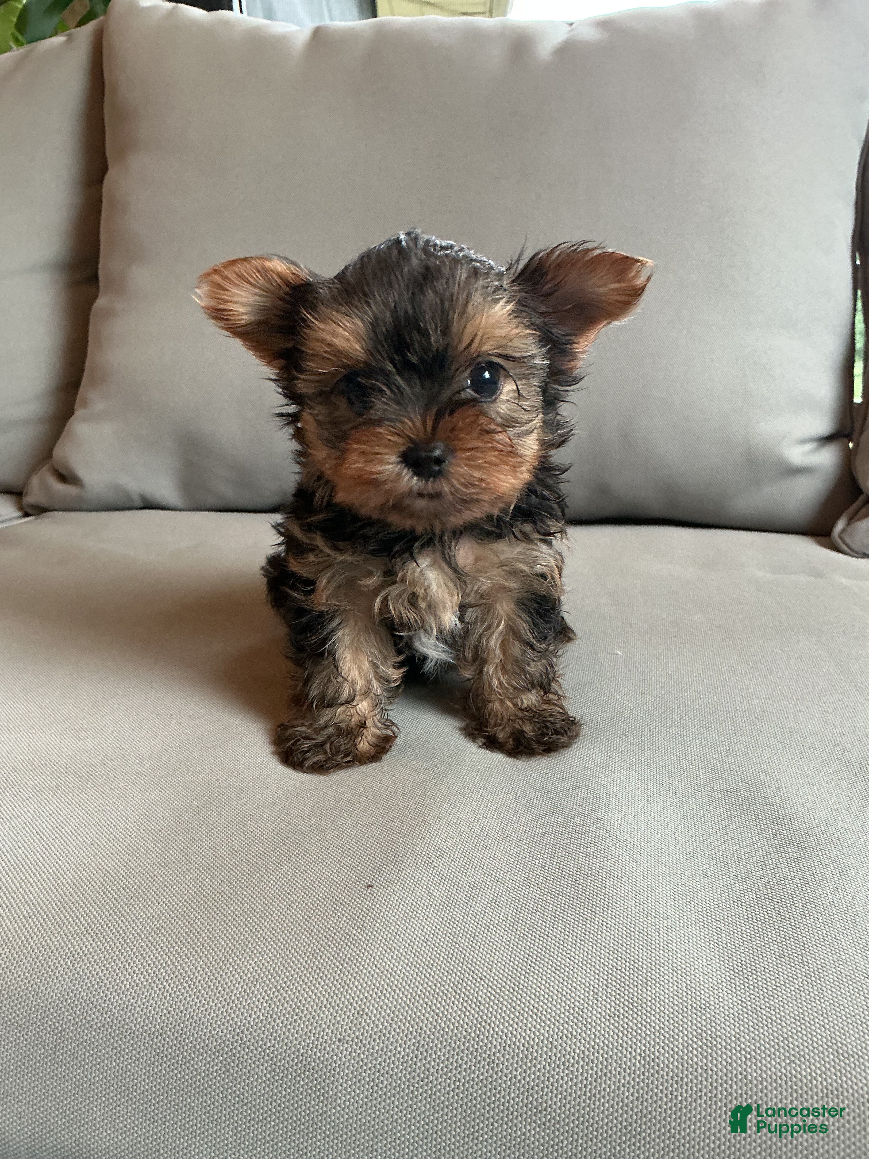 Yorkshire Terrier dogs Sammy - Ad 2