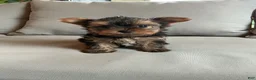 Yorkshire Terrier dogs for sale: Sammy - Ad 2
