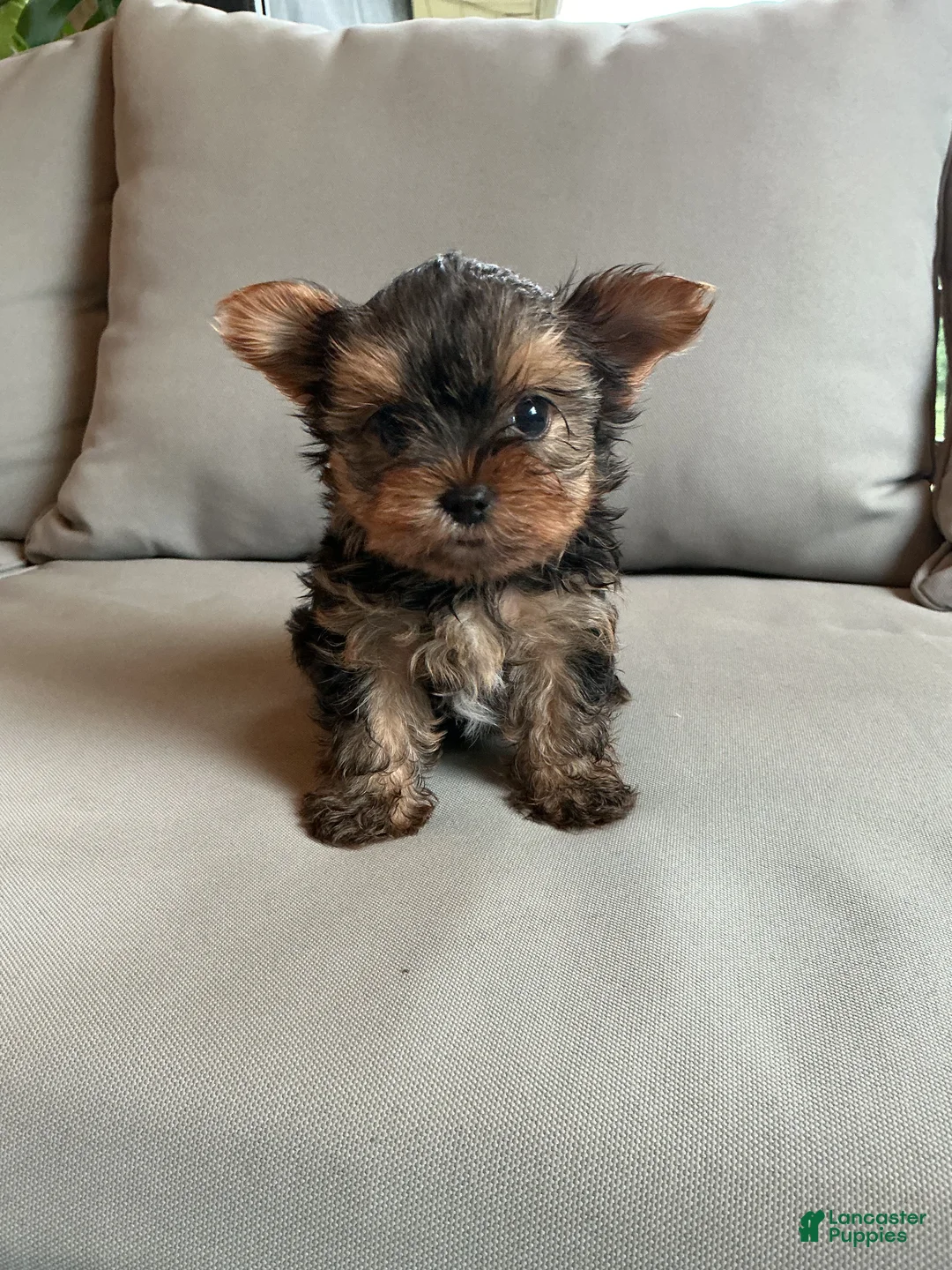 Yorkshire Terrier dogs for sale: Sammy - Ad 2