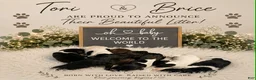 German Shorthaired Pointer dogs for sale: Eddyn - Ad 1