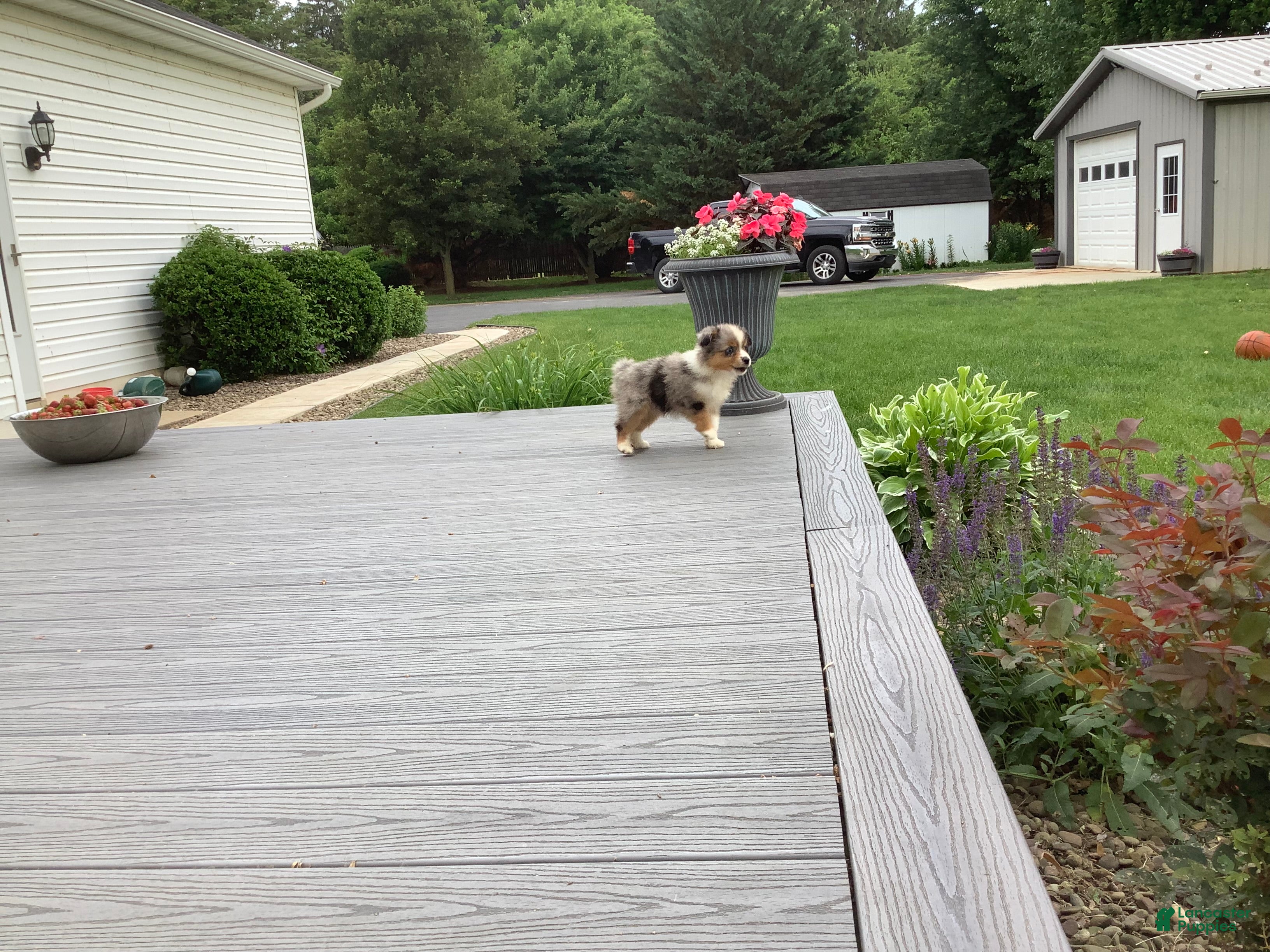 Miniature Australian Shepherd dogs Missy - Ad 2
