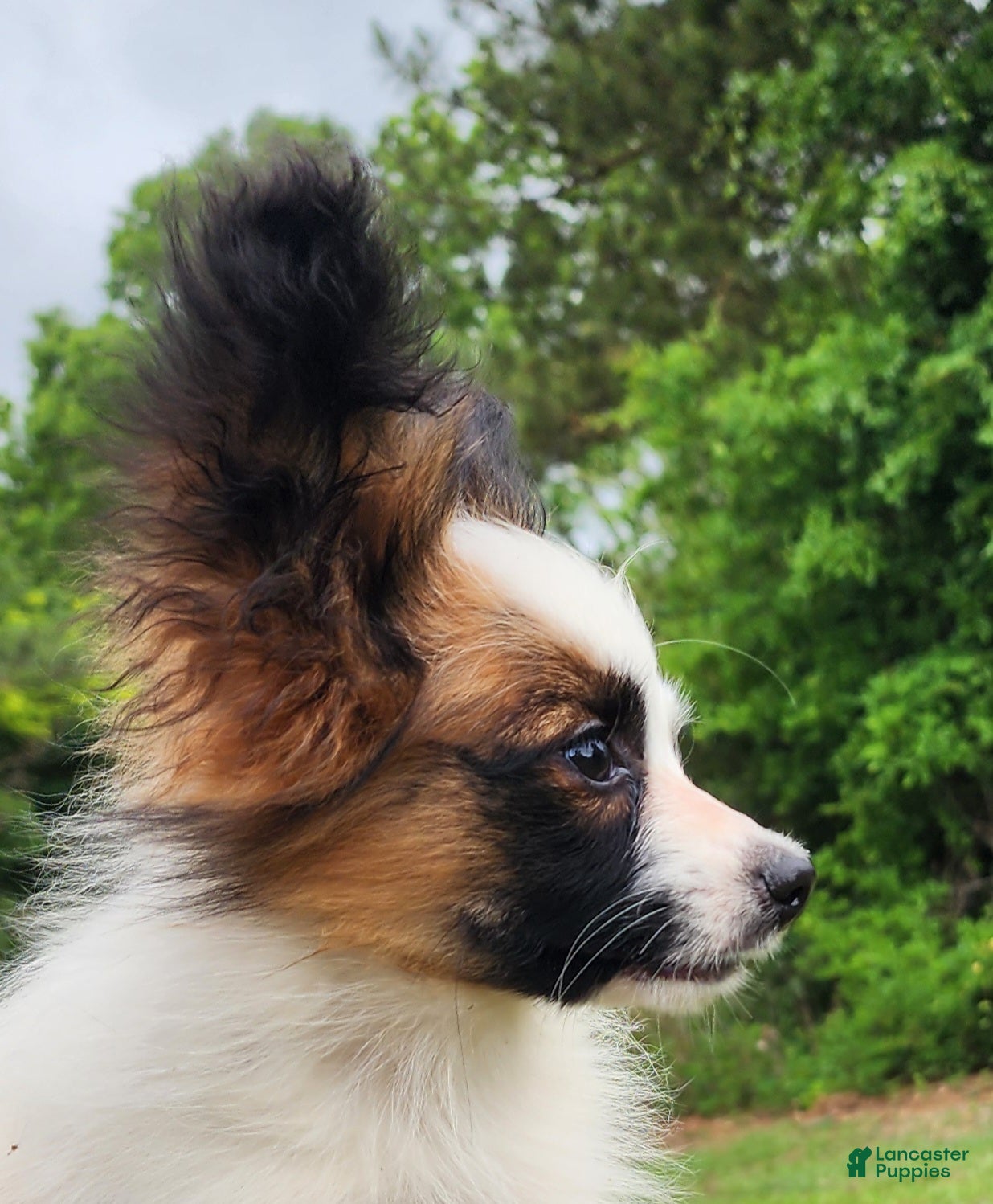 Papillon dogs Papillon Puppy 1 - Ad 2